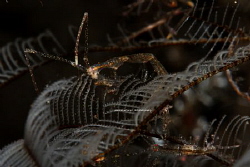 skeleton shrimp by Patrick Hartono 
